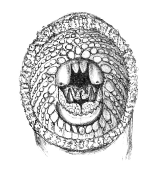 Geotria australis Gray, 1851